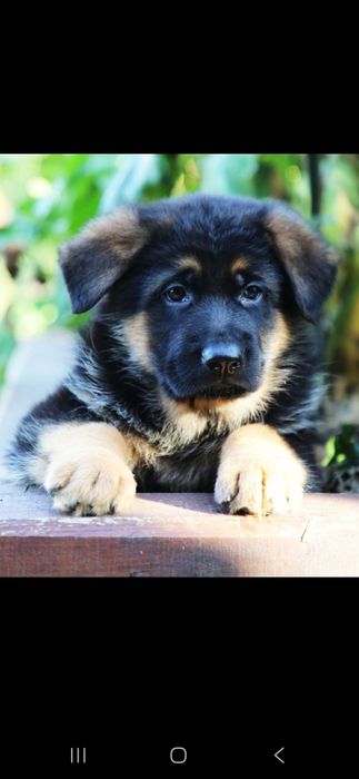 Цуценята німецької вівчарки