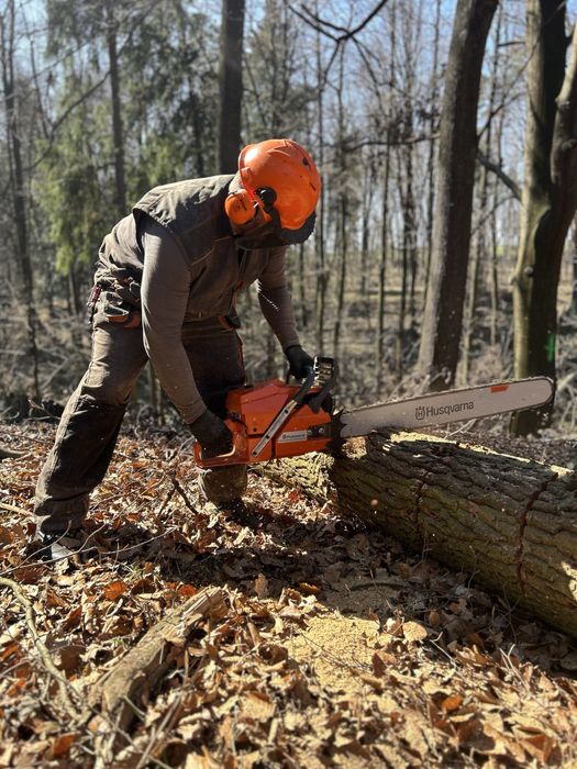 Wycinka drzew - SilesiaArbor
