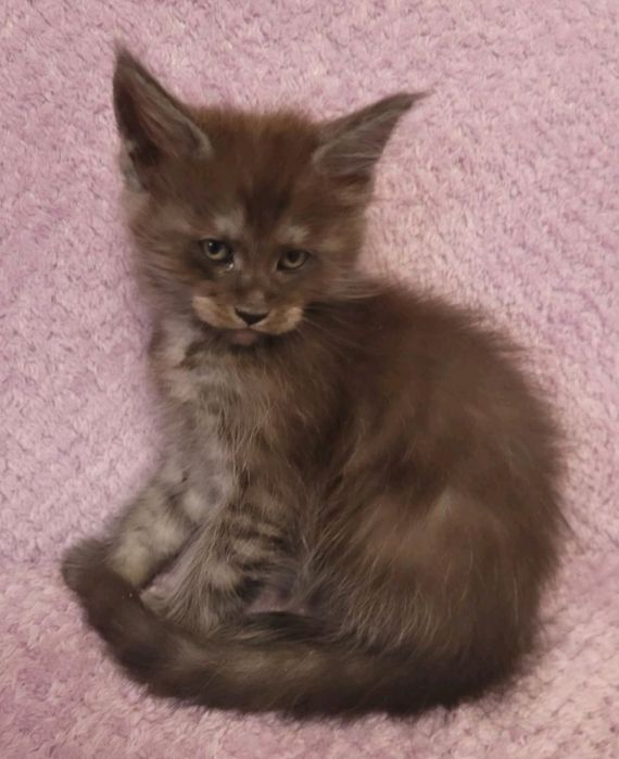 котята мейн-кунов из  международного питомника