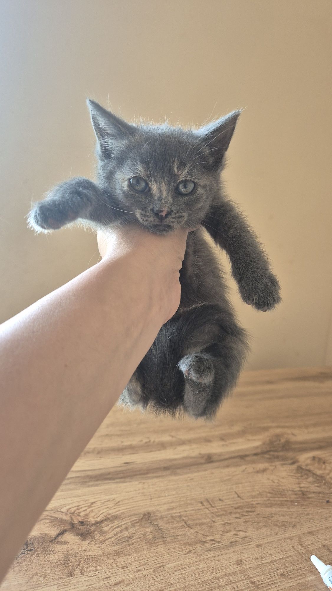 Кошеня дівчинка 2 місяці