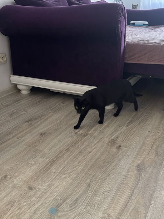 Кошенята хочуть в добрі руки