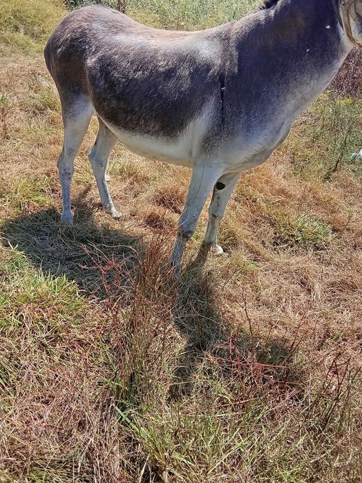 Burros bem a montados
