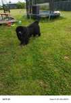 Nowofundland czarny samiec do adopcji
