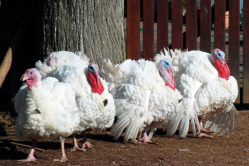 Індики,качки,гуси,курчата,кури несучки