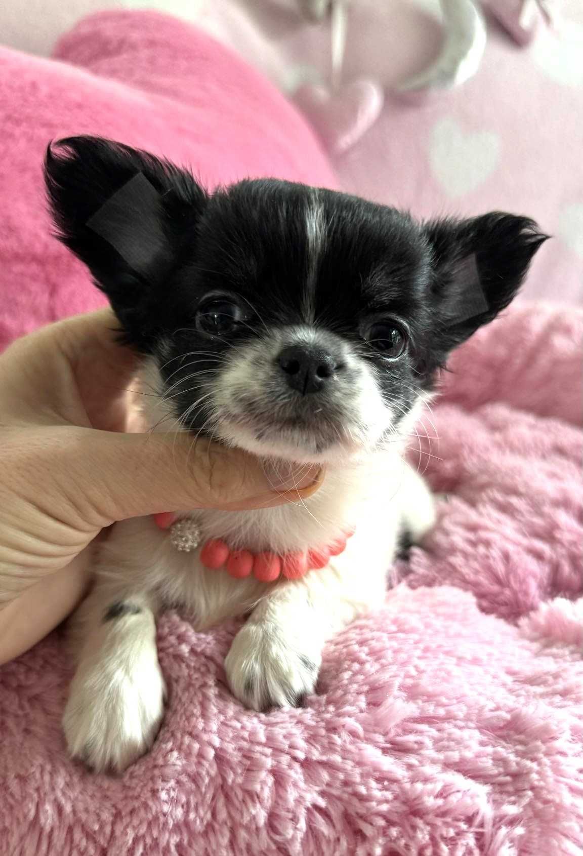 Chihuahua **Super Mini**Suczka do 1,8kg. Piękna. Rodowód, Chip, Umowa.