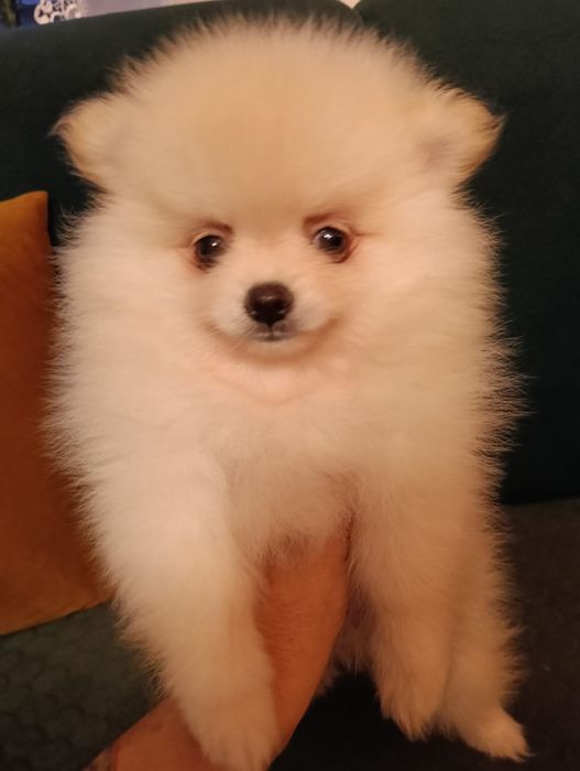 Pomeranian szpic miniaturowy