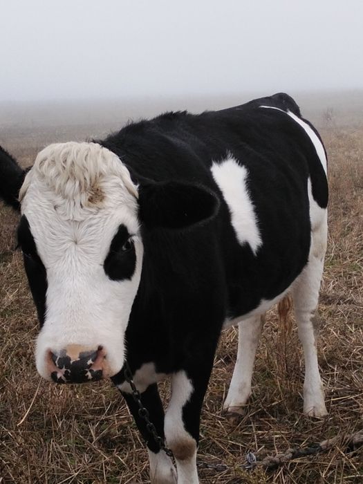 Продам тільні телиці