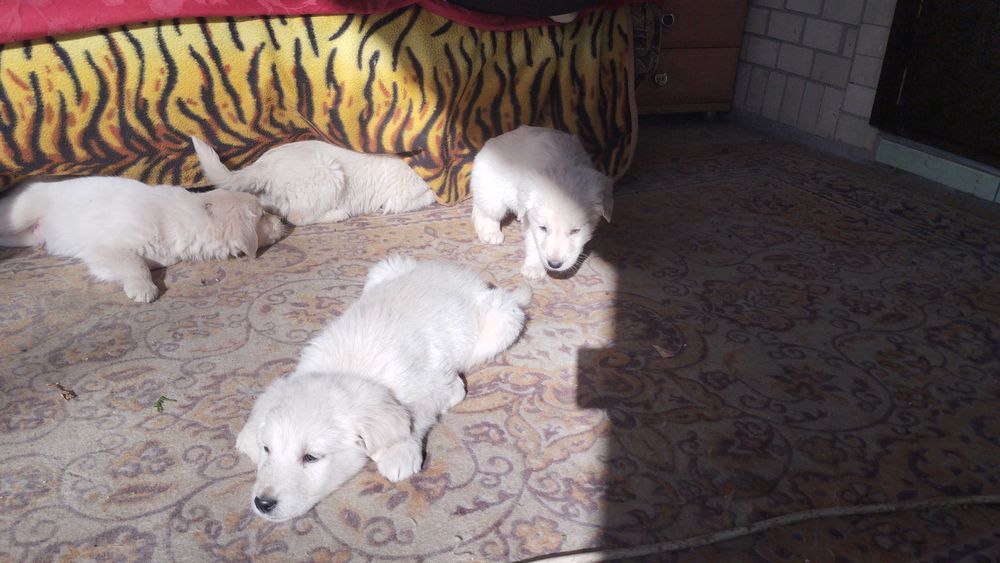 Голден хлопчики самостійні