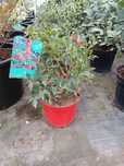 Azevinho / ilex aquifolium "alaska"