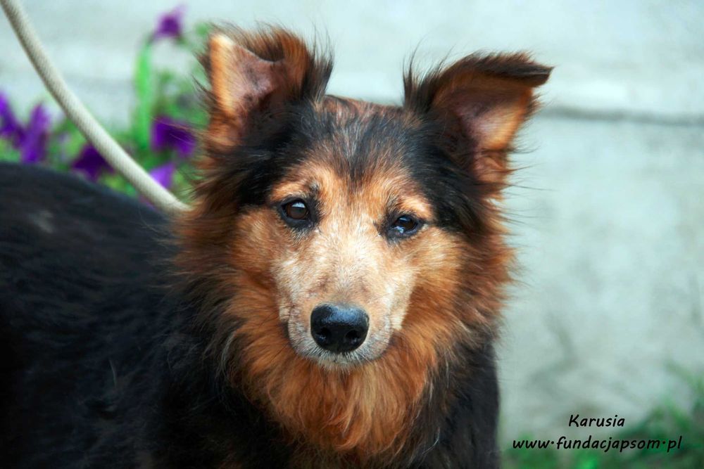 Karusia - delikatna suczka