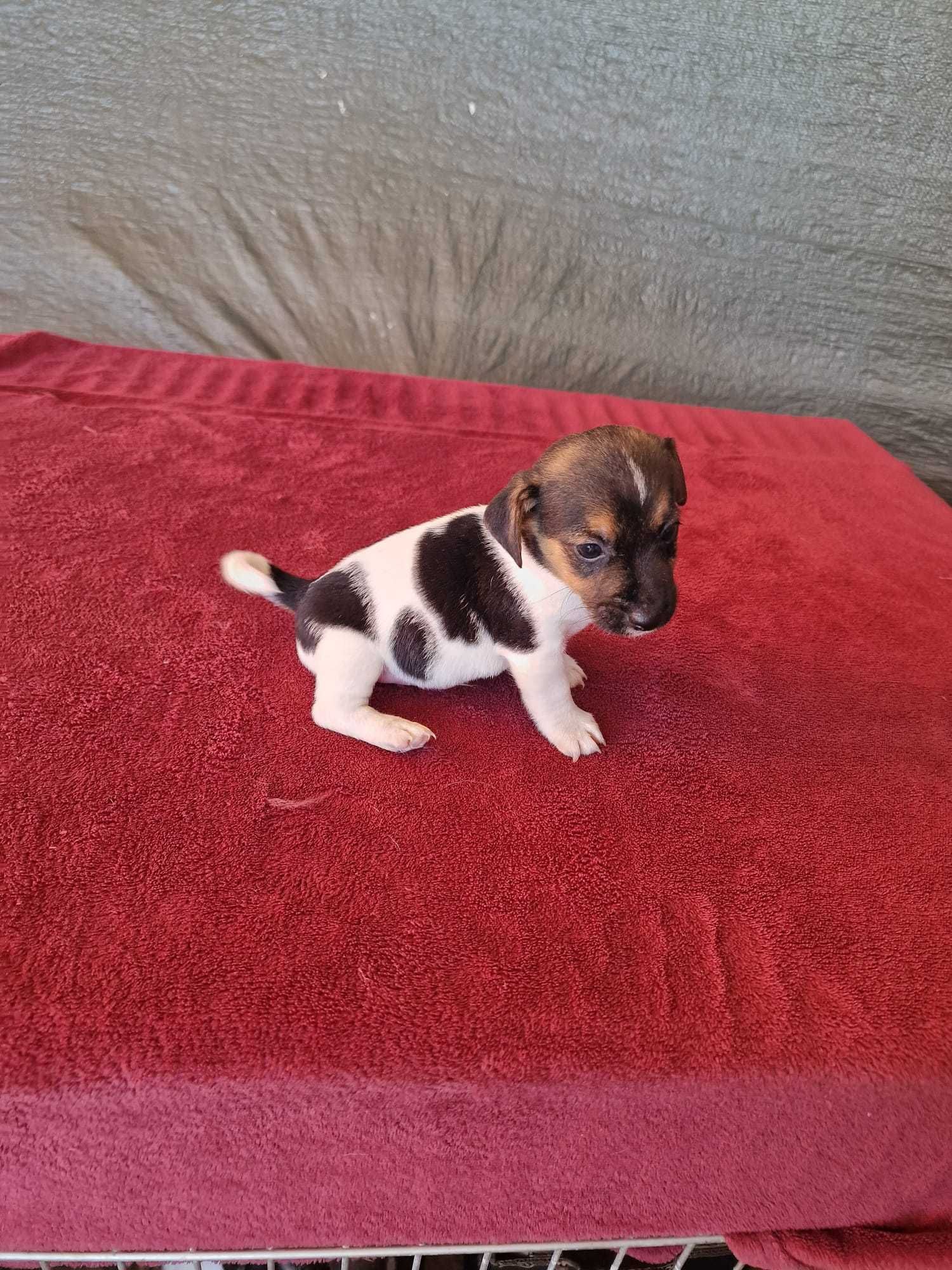Jack Russel de porte pequeno, oportunidade única.