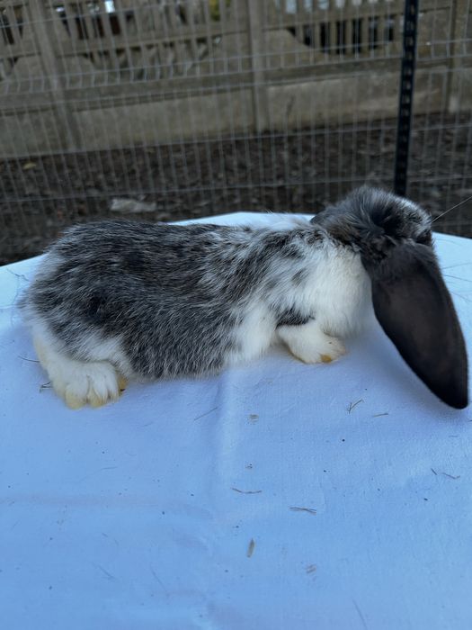 Króliki młode barany francuzkie