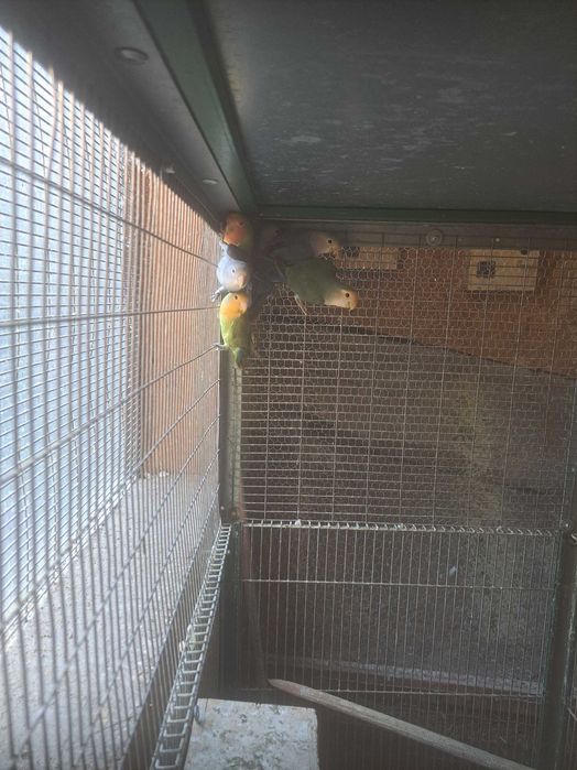 Disponíveis caturras, agapornis e periquitos