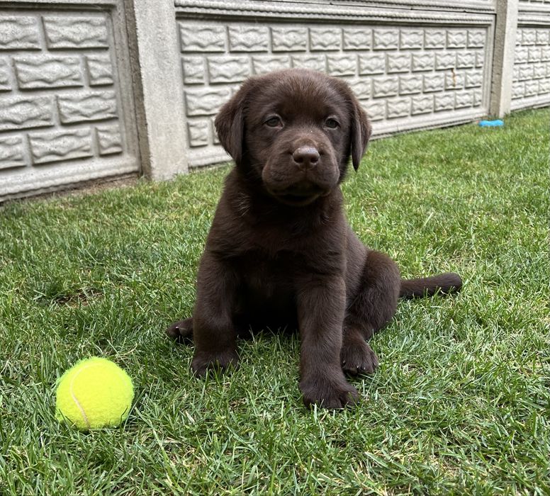 Labrador Retriever czekoladowa suczka