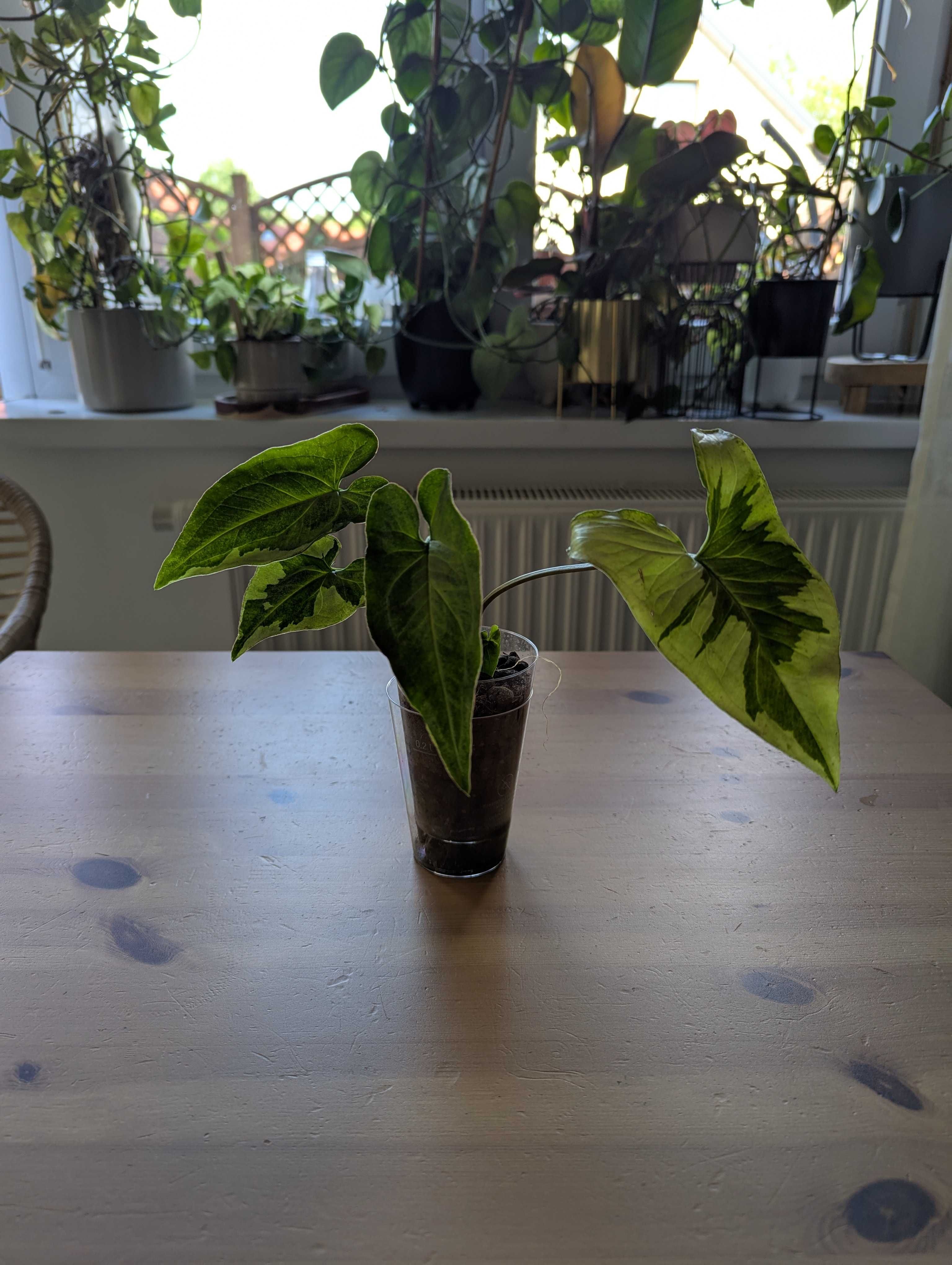Syngonium różne odmiany