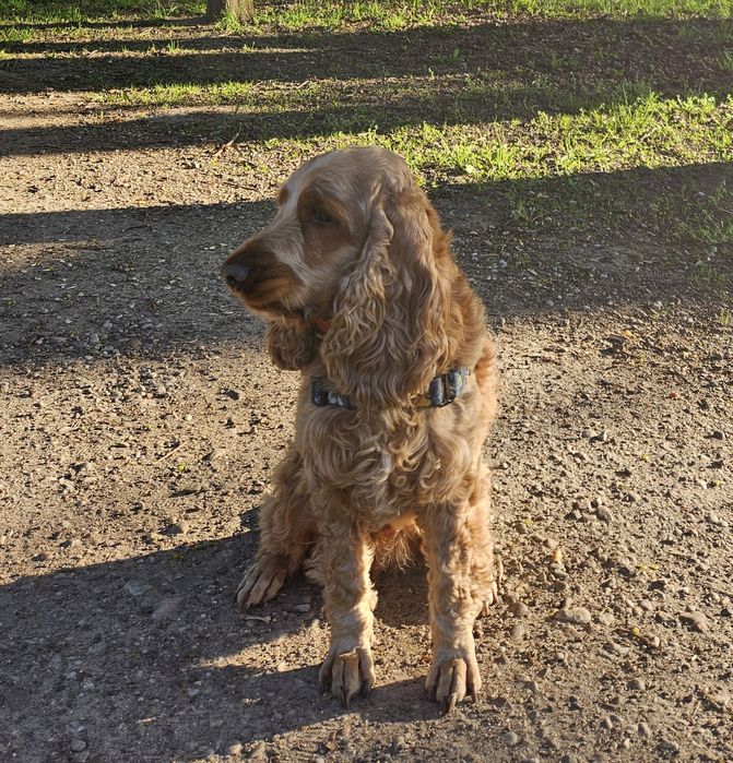 Pies cocker spaniel - pilnie do adopcji