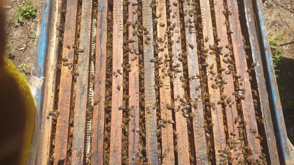 Rodziny pszczele  z ulami