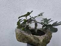 Bonsai de figueira com fruto