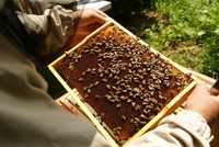 Odkłady pszczele, pszczoły Małopolska