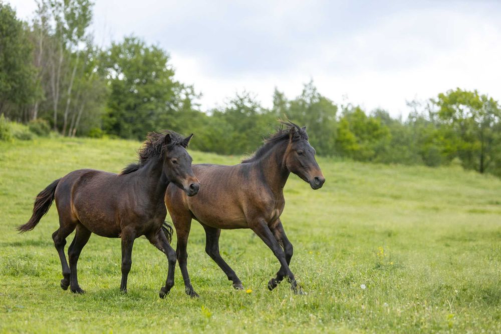 Roczna klacz huculska, hucuł.