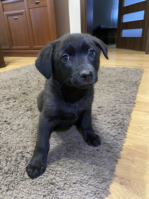 Oddam pieska w dobre rece