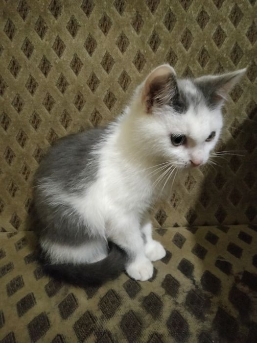 Котики. в добрі руки