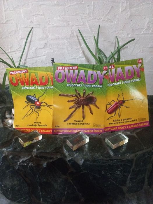 Zestaw 3 Owadów w szkle RBA