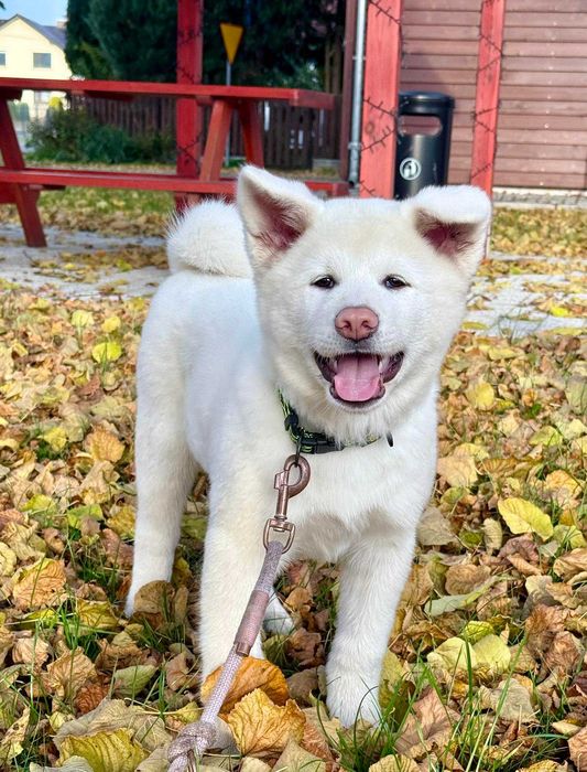 Akita Japońska*szczeniak*ZKwP*Shiro