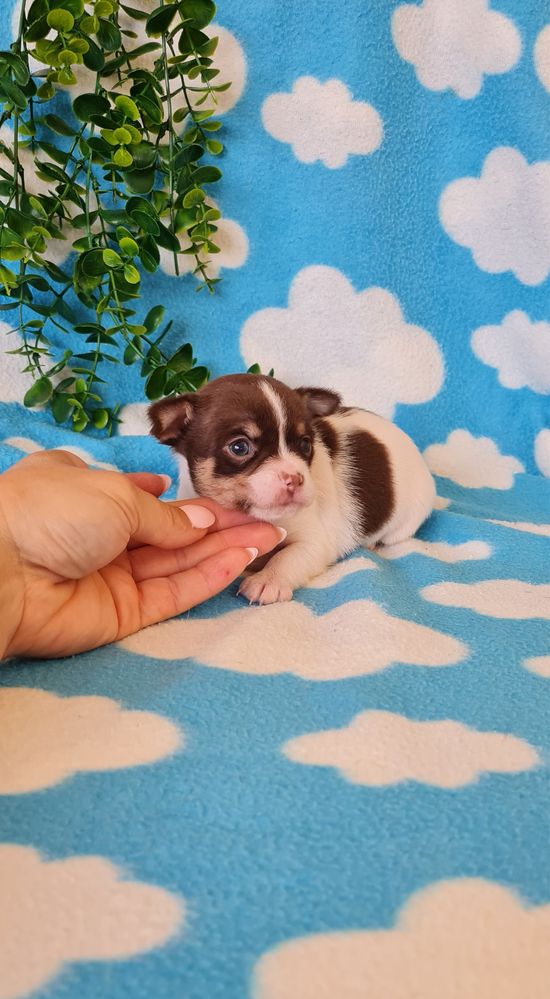 Excelente chocolatinho Chihuahua/Chiuaua de Qualidade