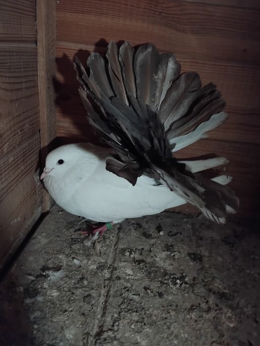 Gołębie ozdobne  - pawik