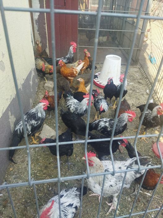 Kury ozdobne kurki i koguty