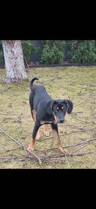 Oddam pieska w dobre ręce