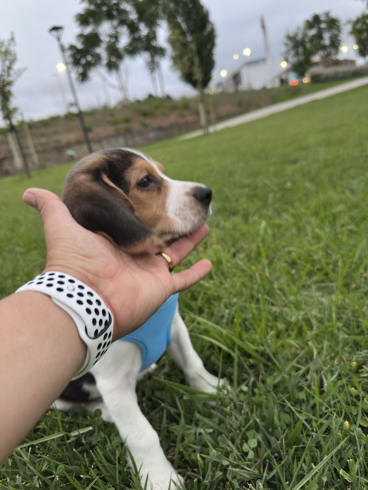 Lindo filhor Beagle