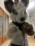 Fursuit furry wilk
