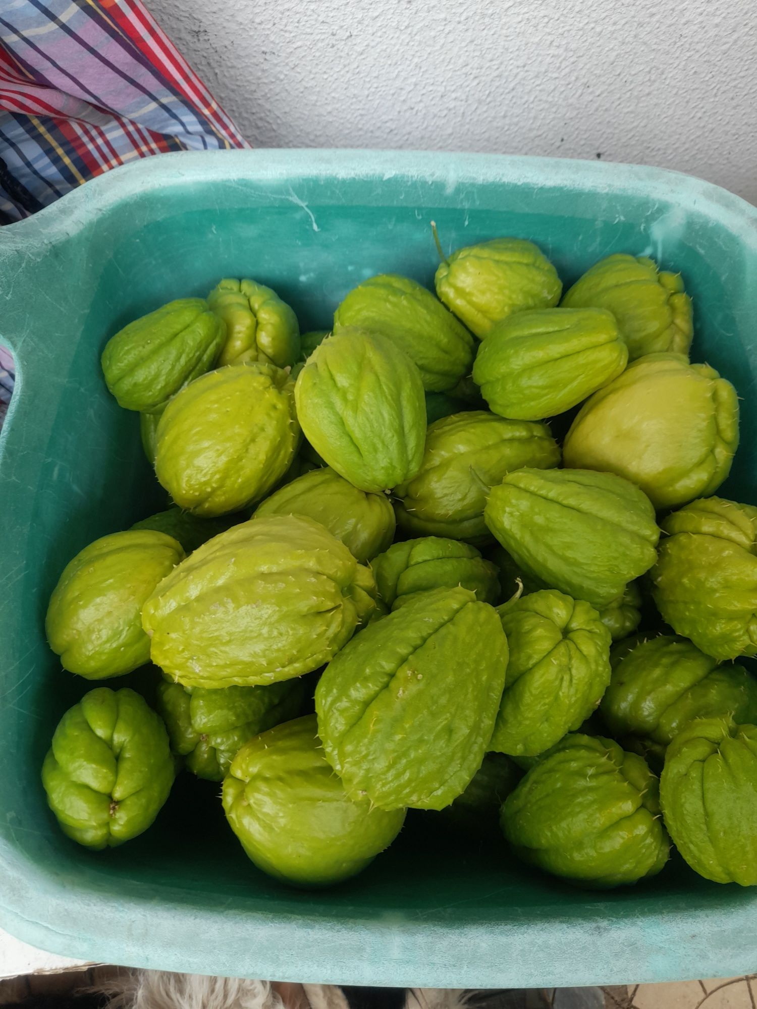 Xuxu   biológico