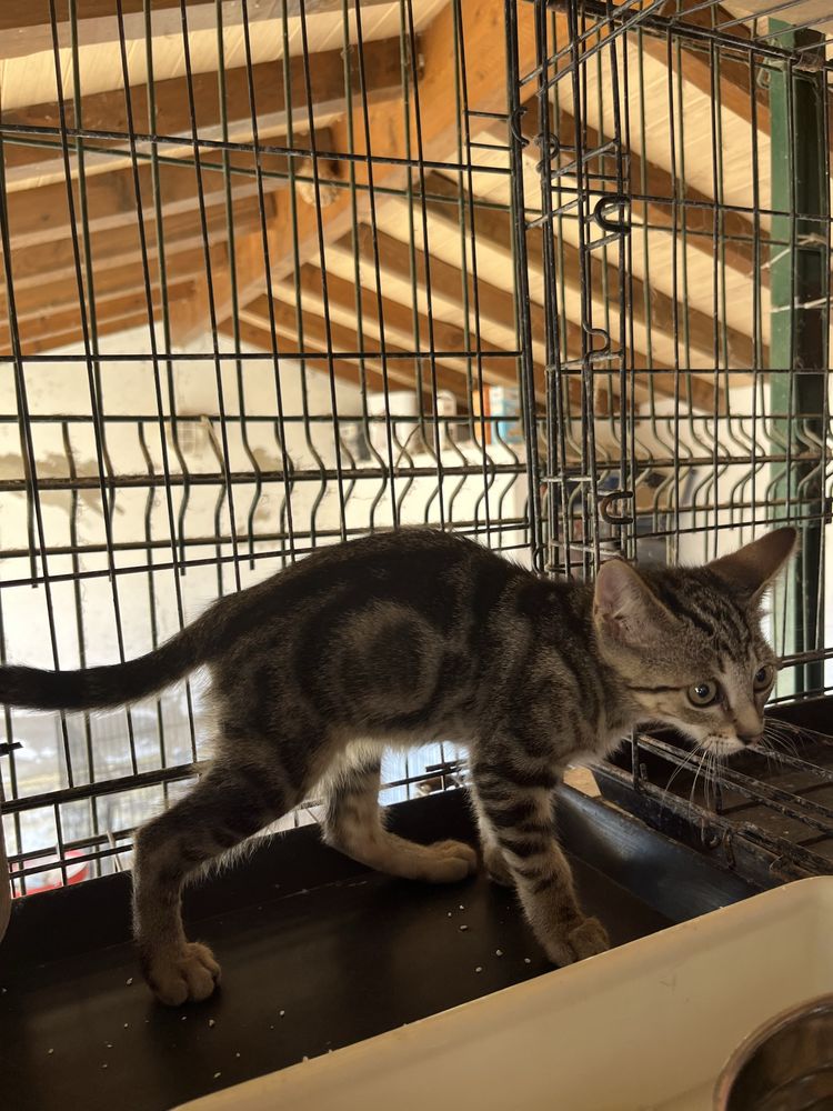 Merlin- Gatinho Tabby para Adoção