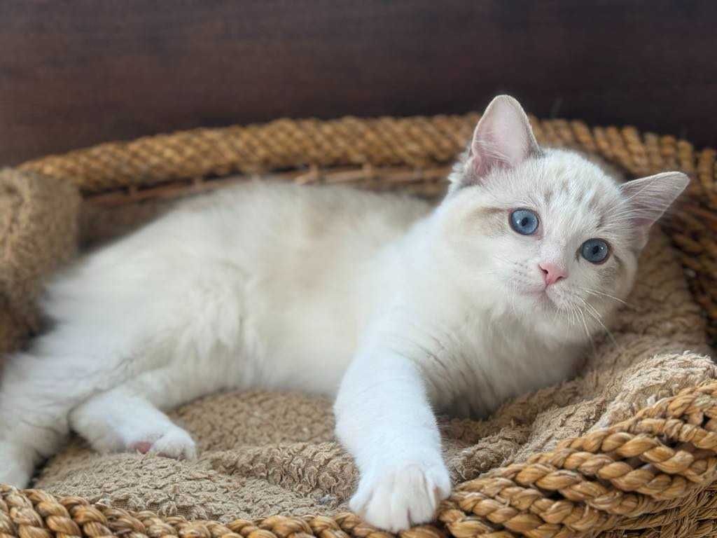 Kocurek Ragdoll pręgowany seal bicolour