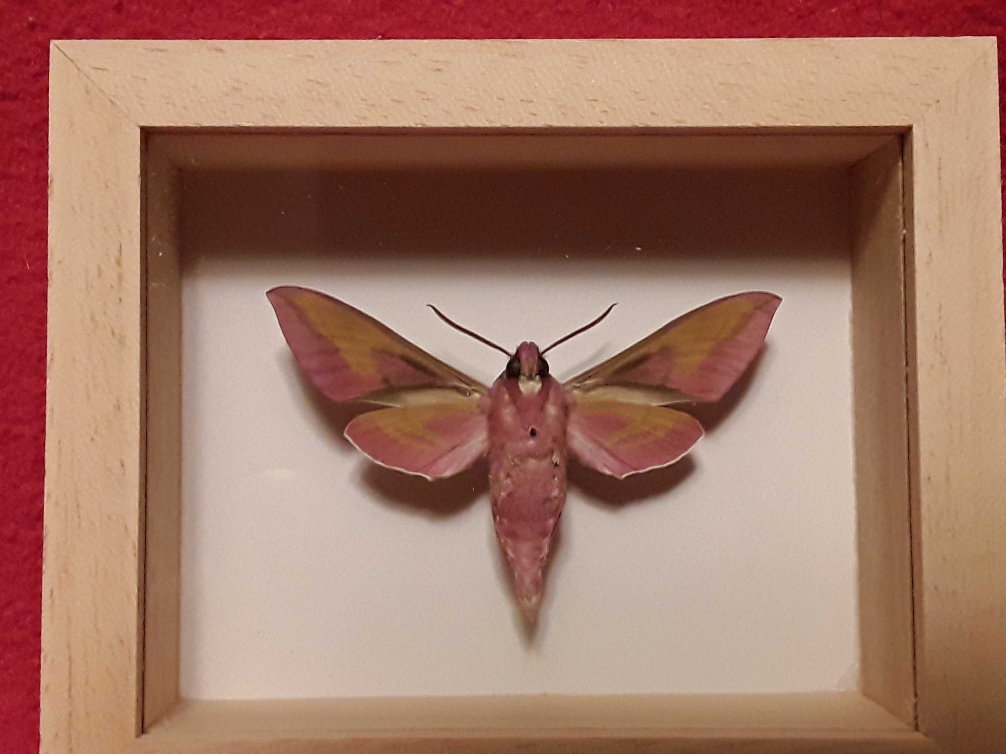 Motyl w ramce 10 x 8 cm . Deilephila elpenor - Zmrocznik gładysz .