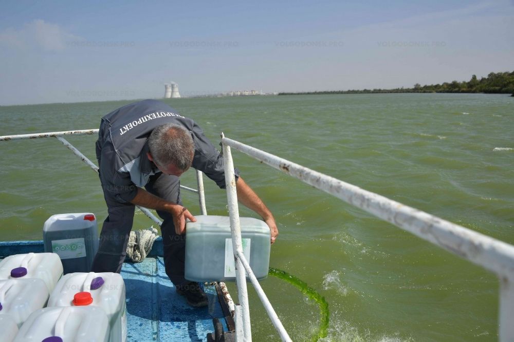 Суспензія Хлорелли для рибних госп:ефективно бореться з цвітінням води