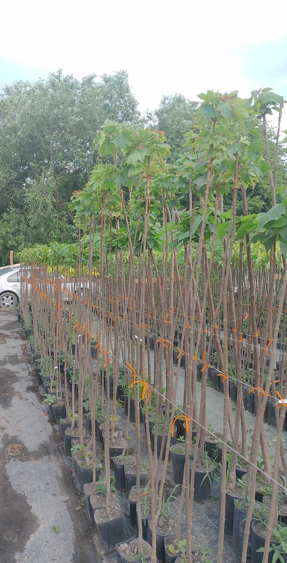 Klony katalpy wierzby wiśnie japońskie akacje