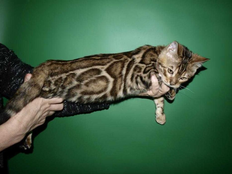 Отличный котенок.Мальчик. Документы.