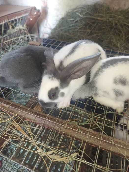 Продам німецького строкача