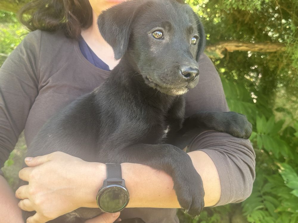 Czarna sunia labrafor retriever DO ODBIORU