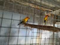 Aratingas sol e ninhos