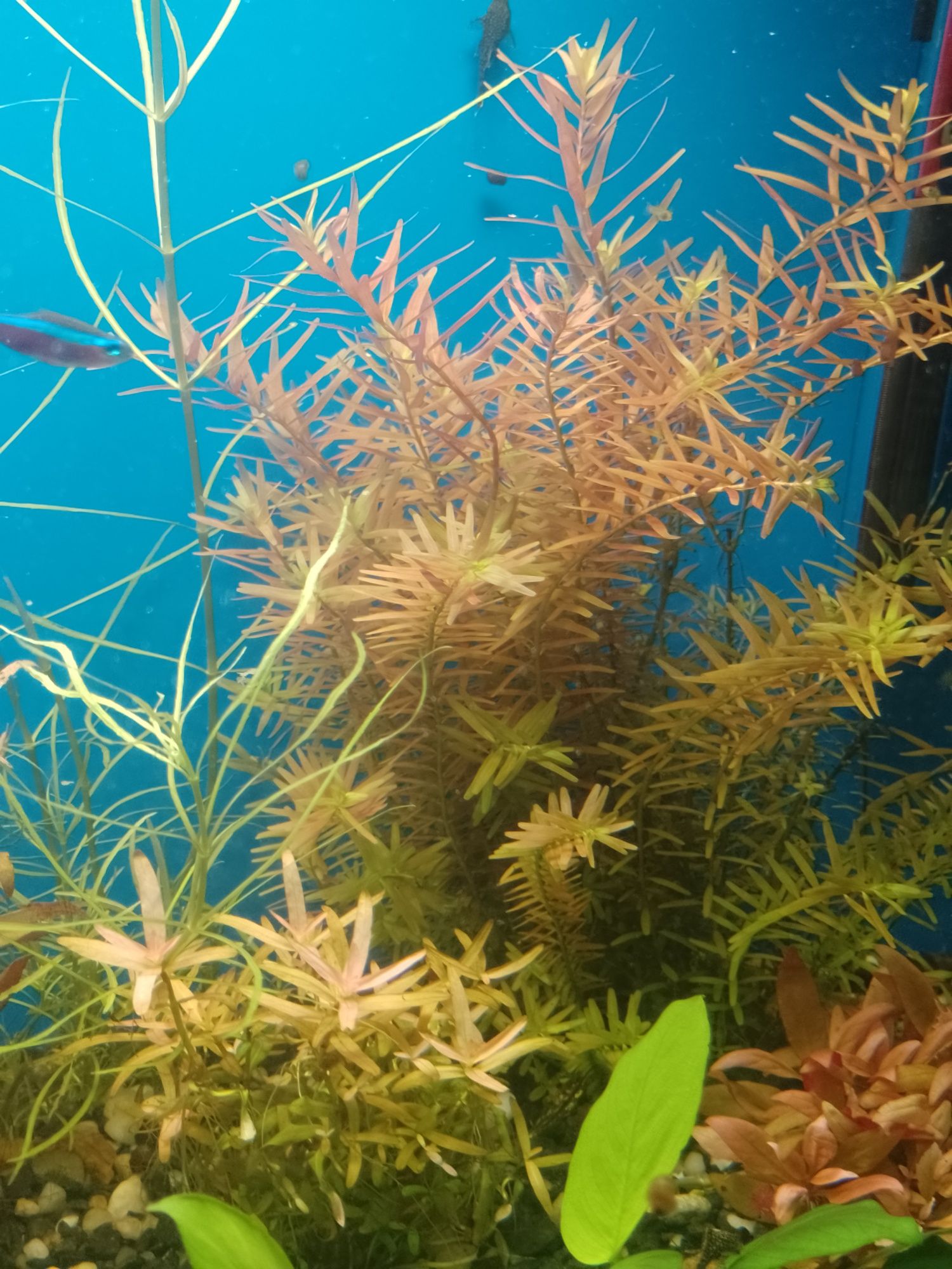 Rotala do akwarium