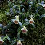 Epidendrum peperomia (porpax) - Orquídea Montada