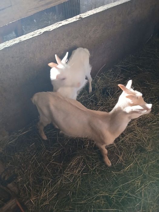 Sprzedam ładne kozy.