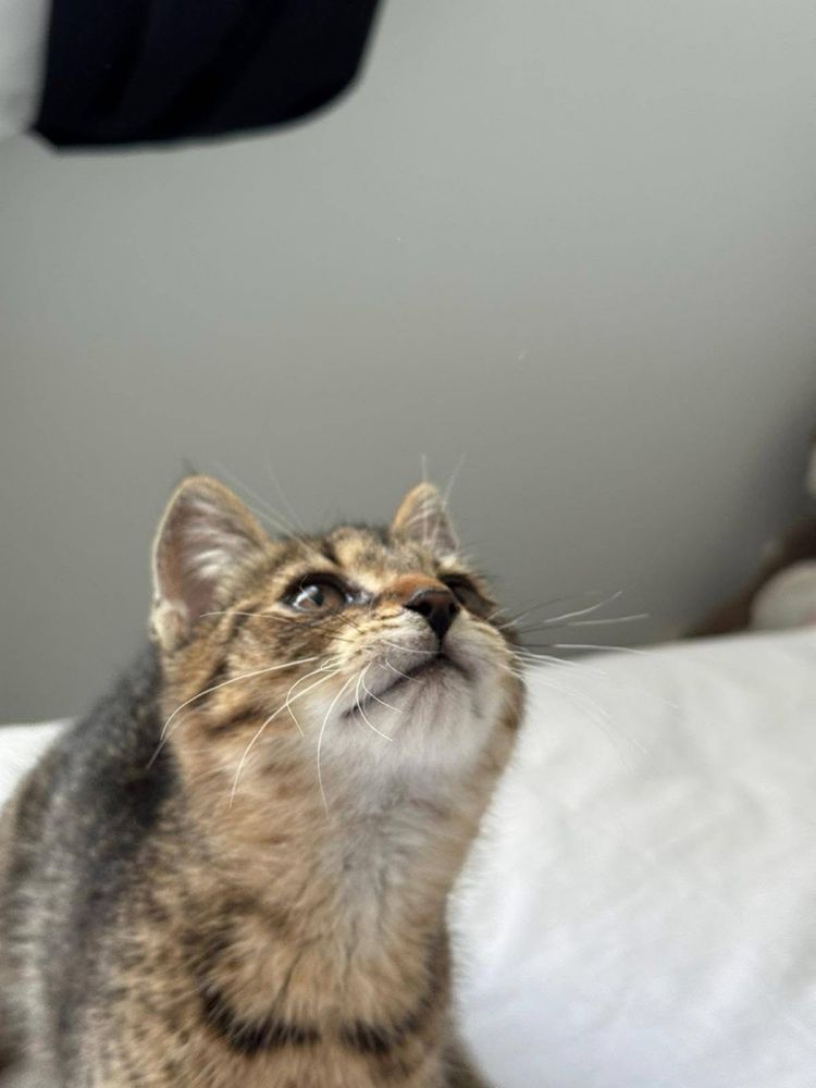 Kotki do adopcji Feniks Uno oddam za darmo