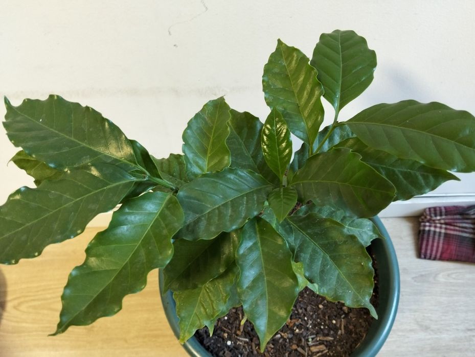 Muda de café em vaso