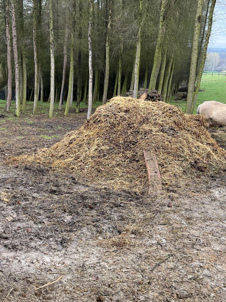 Obornik koński **, nawóz naturalny**